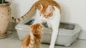 Як позбутися запаху котячої сечі