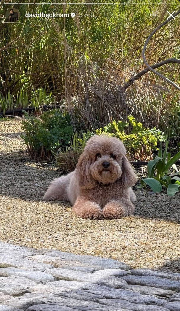 Собака Дэвида Бекхэма / © Instagram Дэвида Бекхэма