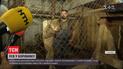 В Киевской области мужчина содержит взрослого льва в коровнике