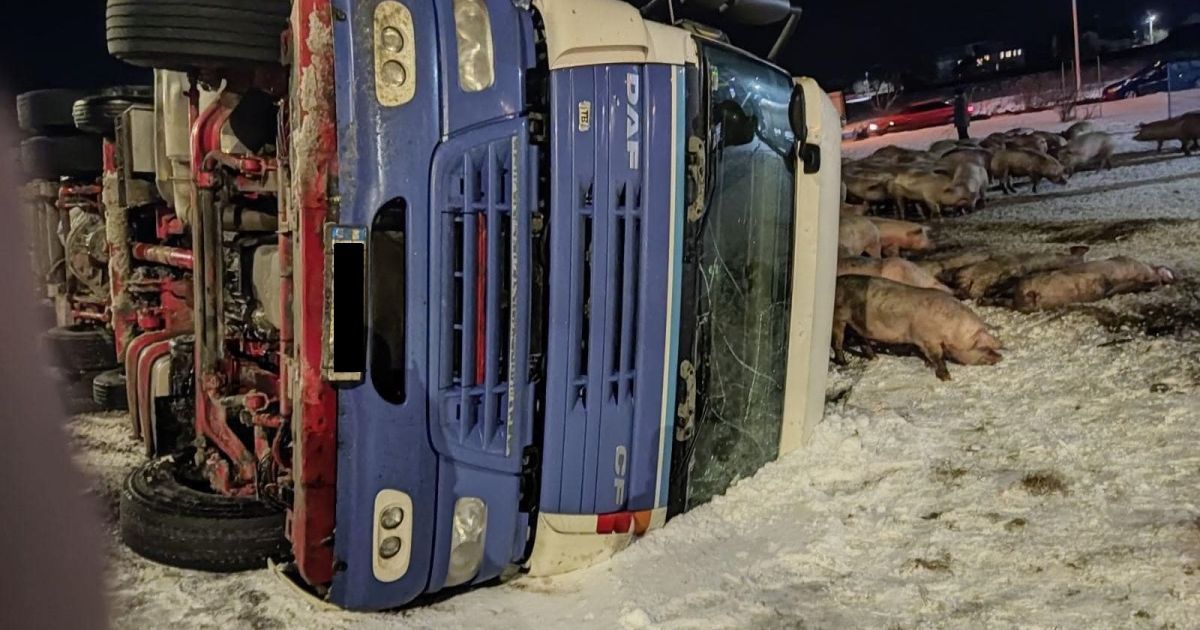У Тернопільській області перекинулася вантажівка з двома сотнями свиней: фото, відео