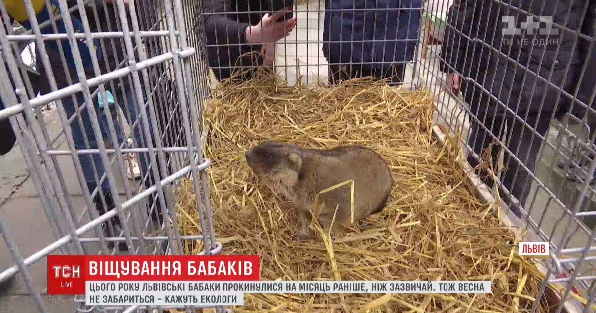Прогнозы сурков: когда в украину придет весна