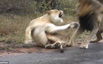 В Национальном парке в ЮАР львица дала отпор назойливому льву, который требовал секса (видео)