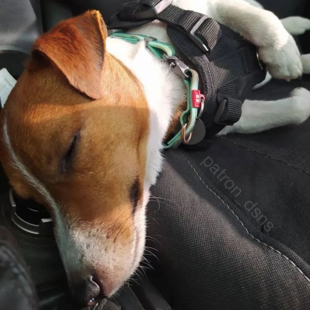 Пес Патрон/Instagram patron_dsns