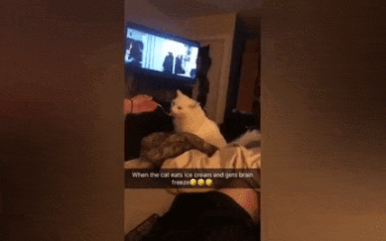 Мережу смішить відео із шокованим котом, який їсть холодне морозиво і "застигає"