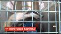 Львовские зоозащитники спасли барсука от браконьеров