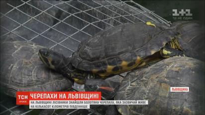 Банани, мавпи і незвичні черепахи - перспективи Львівщини внаслідок потепління