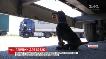 Панчохи для собак. На Львівщині псам-прикордонникам через спеку одягають на лапи спеціальні шкарпетки