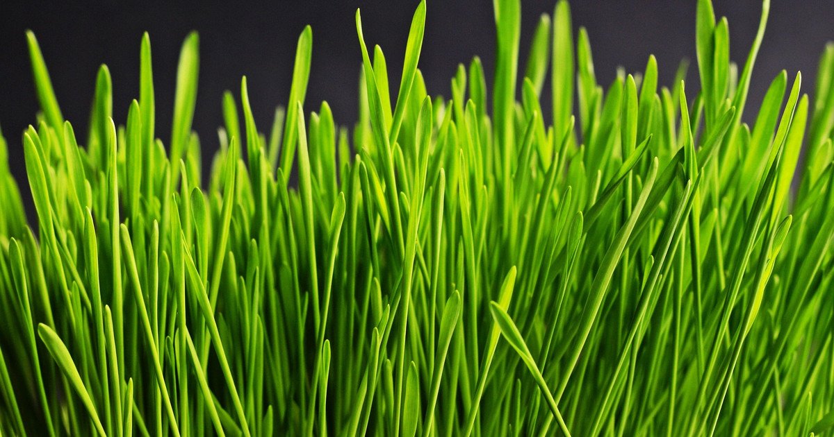 Как использовать скошенную траву с пользой