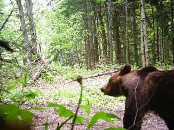 В Карпатах зафиксировали медведя возле границы: в Госпогранслужбе призывают быть осторожными