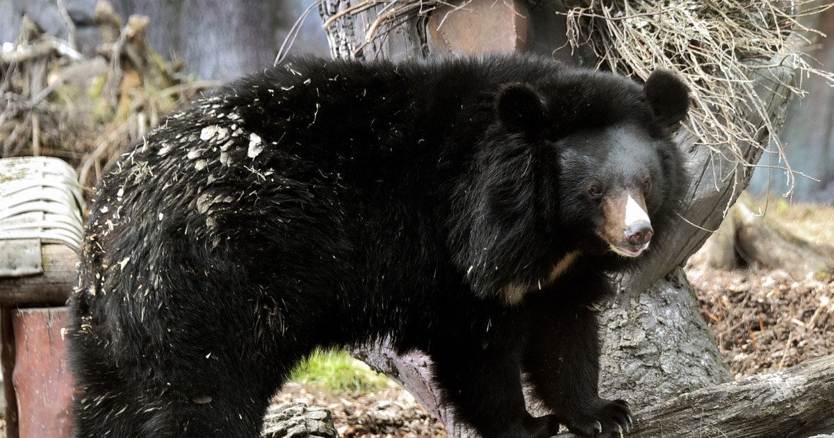 Уссурійський білогрудий ведмідь