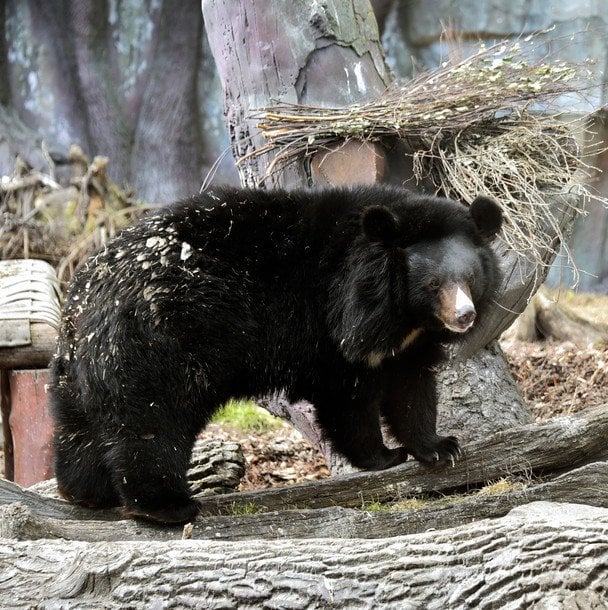 В зоопарку Києва прокинулися усурійські красені (фото)