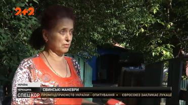 Несамовита зграя свиней тероризує село в Черкаській області