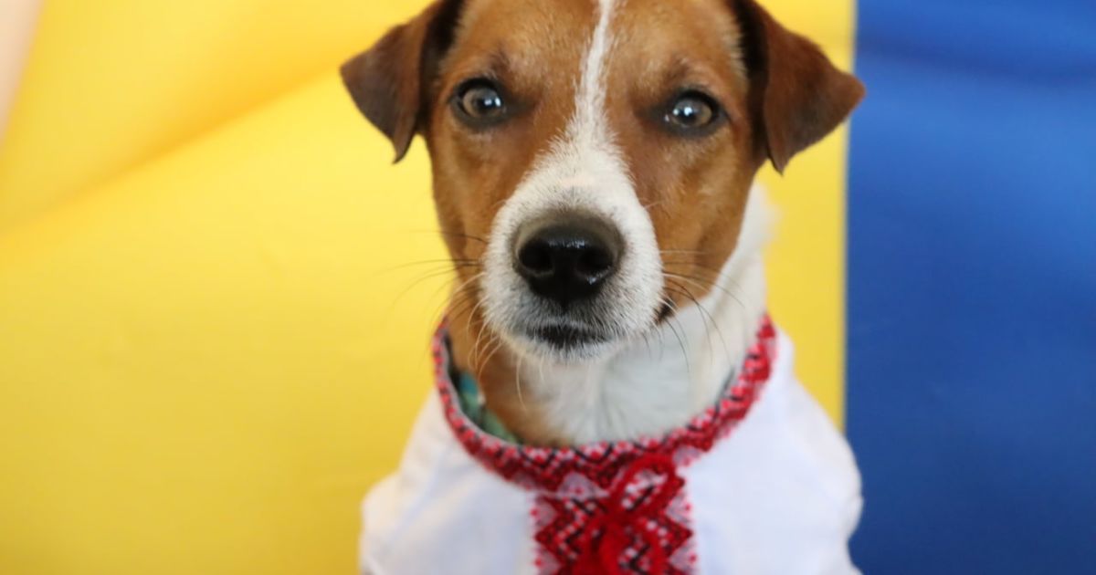 Пес Патрон змінив "бронік" на вишиванку: зворушливе фото