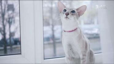 Про наших улюбленців: сіамські коти - чутливі та граційні