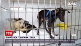 Новости Сум: ветврачи спасают пятерых собак, которых их владелица уморила голодом