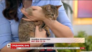 Маленька кішечка Ліза шукає родину