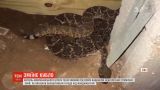 Житель штата Техас обнаружил под своим домом гнездо ядовитых гремучих змей