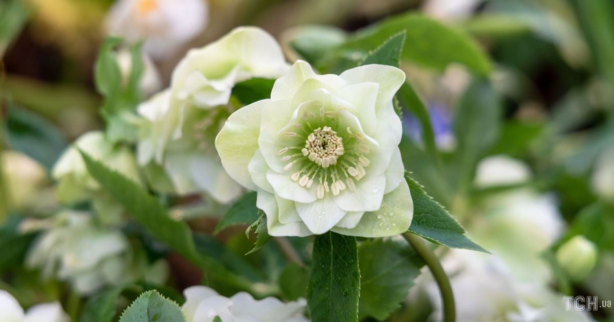 Гороскоп на 13 березня для всіх знаків зодіаку