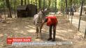 Третий день в окрестностях Харькова ищут пропавшую из экопарка зебру
