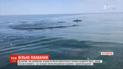 Дельфіни, які не могли вибратися із затоки у відкрите море, знову вільно плавають