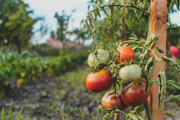 Чем подкормить кусты томатов в августе: плоды станут еще вкуснее