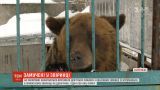 Замученные голодом: в Запорожской области пытаются спасти 9 хищников, которых забрали из частного зверинца