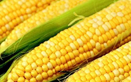 Чиновники зернової корпорації України вкрали півмільйона доларів на кукурудзі