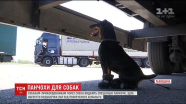 Собак-прикордонників рятують від розпеченого асфальту спеціальними шкарпетками