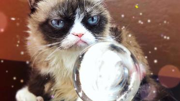 grumpy cat_7