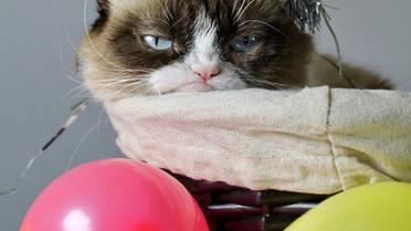 grumpy cat_4 / © instagram.com/realgrumpycat