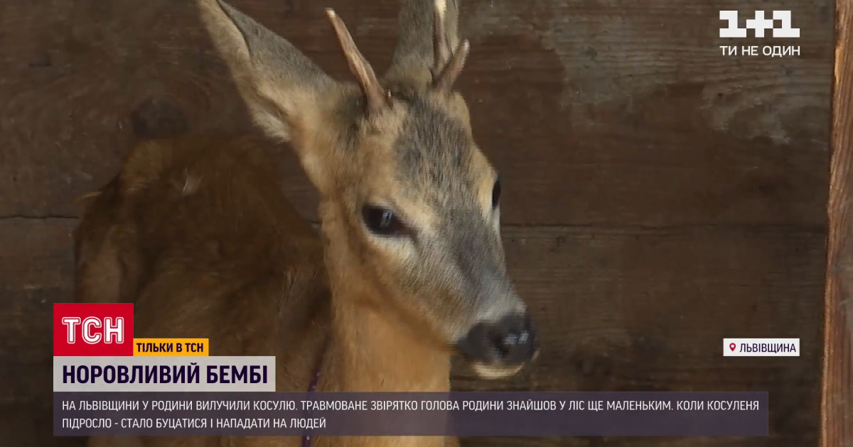 У Львівській області забрали у сім'ї врятовану косулю, яка нападала на людей
