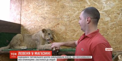 Лев Против Новое Видео 2022 Год