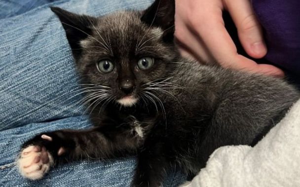 Котята с особенной шерстью / © Jam Press