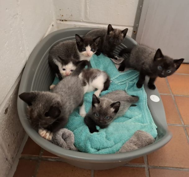 Котята с особенной шерстью / © Jam Press