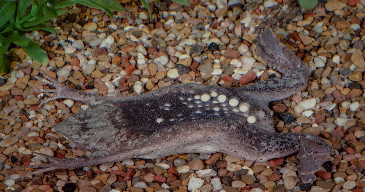 Суринамська жаба з яйцями на спині