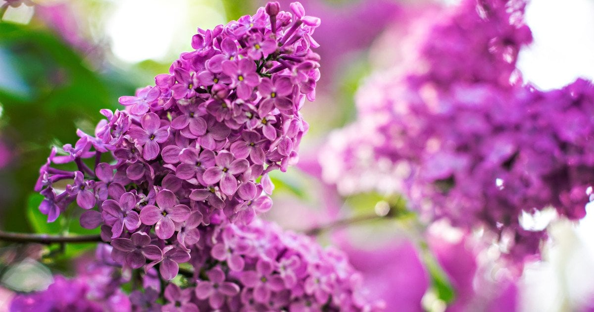 Чи потрібно обрізати бузок восени: як правильно діяти