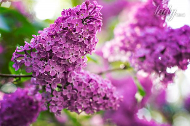 Бузок / © Credits