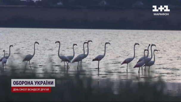 Фламінго