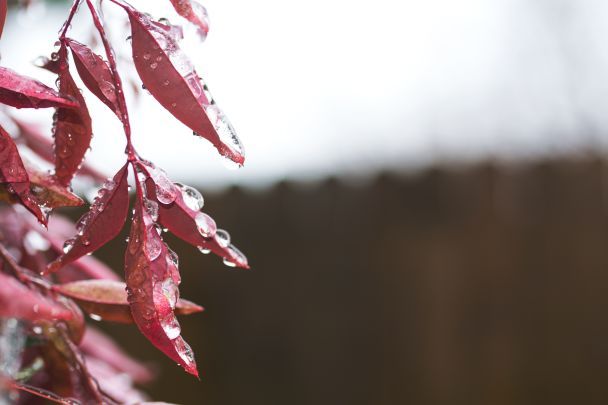Якщо 29 листопада йде дощ, значить і зима буде теплою, м’якою / © Pexels