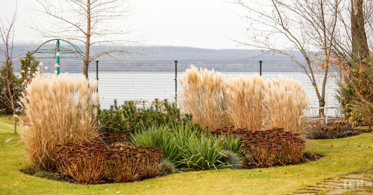 7 рослин, які потрібно підготувати до зими