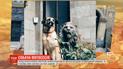 Четвероногие модели: жительница Львова устроила фотосессию для своих двух безпородых собак