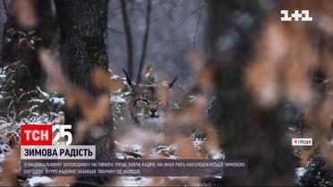 У національному заповіднику Греції рись радіє снігу | Новини світу