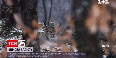 У національному заповіднику Греції рись радіє снігу | Новини світу
