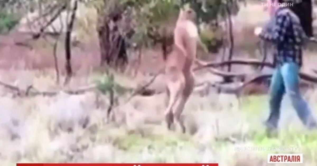 Австралиец подрался с кенгуру и выложил видео в интернет