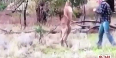 Австралиец подрался с кенгуру и выложил видео в интернет