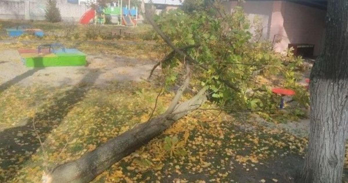 В Тернополе дерево убило мужчину