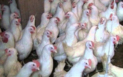 В Сумской области из-за пожара на птицефабрике едва не сгорели 40 тысяч кур