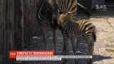 Новорожденный зебренок радует посетителей Одесского зоопарка