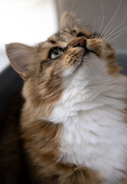 Де поставити лоток для кота