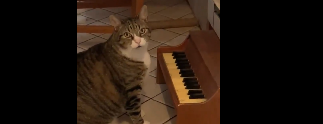 Американка навчила кота грати на крихітному піаніно, коли той голодний